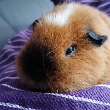 Mijn cavia Princess